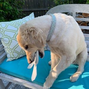 Meet your Posher, Lilly